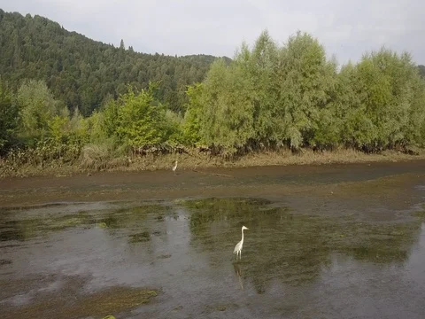 Aerial view of Heron on the river shallow 2.7k Stock Footage 78496368