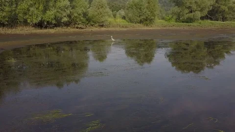 Aerial view of Heron on the river shallow 4k Stock Footage 78496809
