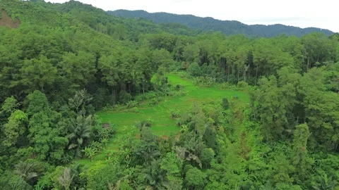 Aerial View of Hidden Rice Fields in Forest Mountain Valley Stock Footage 343858863