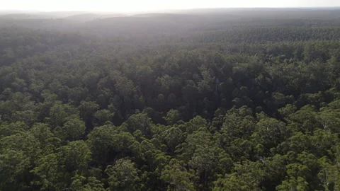 Aerial view high above dense forest bush outback tree tops sunset, Australia Stock Footage 154120900