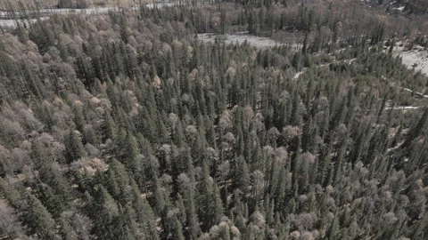 Aerial View of High Altitude Forest at 4000m in the Mountains of China Stock Footage 315516504