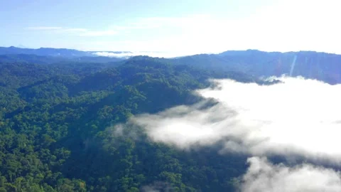 Aerial view from a high angle over the canopy of a tropical forest Stock Footage 155417506