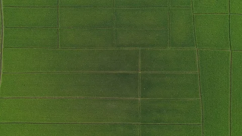 Aerial view high angle view of Field in Thailand Stock Footage 95792240