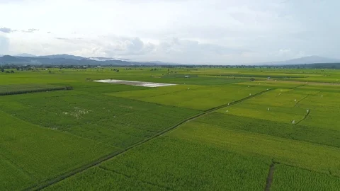 Aerial view high angle view of Field in Thailand Stock Footage 95792920