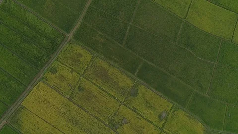 Aerial view high angle view of Field in Thailand Stock Footage 95793349
