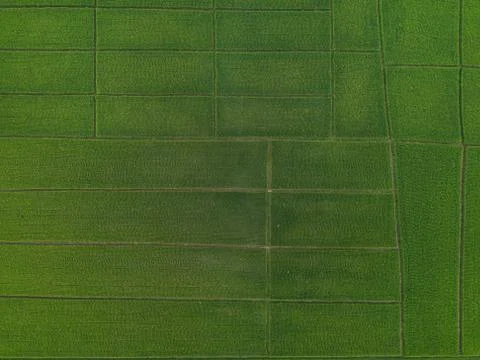 Aerial view high angle view of Field in Thailand 스톡 사진