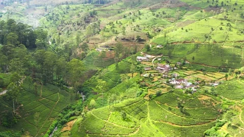Aerial view of high mountain tea plantation. Stock Footage 223046568