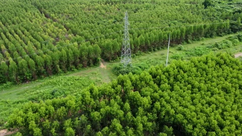 Aerial view of high voltage pylons and power lines near a eucalyptus forest. Stockbeeldmateriaal 212524229