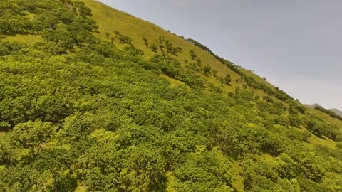Aerial view of hill and forest in village Vrangel, Primorsky Krai, Russia. Stock Footage 282564182