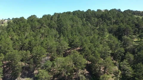 Aerial view of the hill covered with trees Stock Footage 294072941