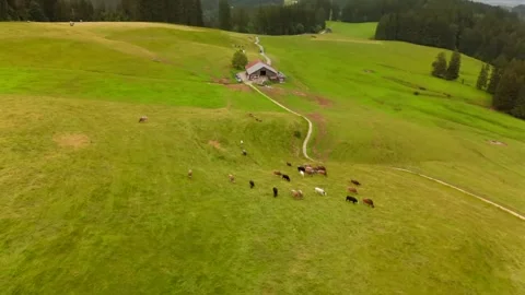 Aerial view of hill with herd of cows grazing in mountainous area in Germany Stock Footage 294221812