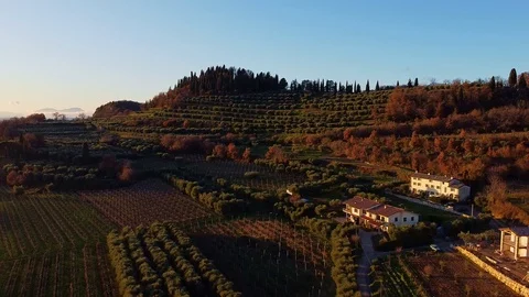 Aerial view of a hill of olive trees at sunset. Stock Footage