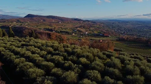 Aerial view of a hill of olive trees at sunset. Stock Footage 121764384