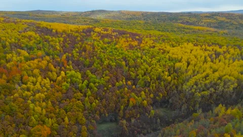 Aerial view of Hill Range and Valley Forest, Yellow, Red Trees in Gold Autumn Stock Footage 165472659