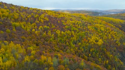 Aerial view of Hill Range Forest, Horizon, Yellow, Red Trees in Gold Autumn, Day Stock Footage 165472594