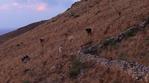 Aerial view of hillside pasture with cows at sunrise, Greece. Stock Footage 297290877