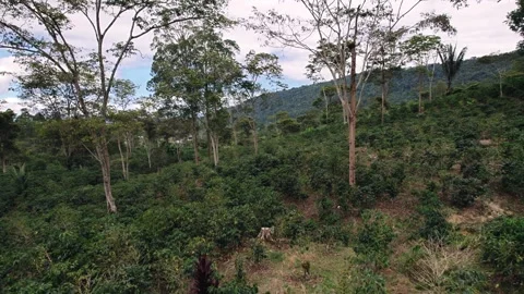Aerial View of Hillside Trees Against Mountain Backdrop Stock Footage 340050158