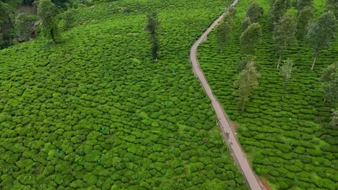 Aerial View of Hilly Road Passing Through Lush Green Tea Plantations in Kerala Stock Footage 341310094