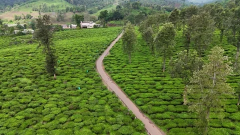 Aerial View of Hilly Road Passing Through Lush Green Tea Plantations in Kerala Stock Footage 341310145