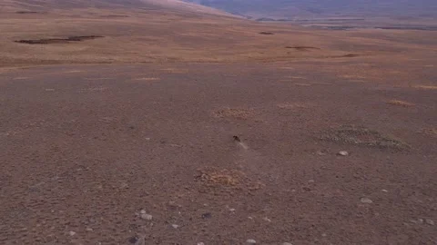 Aerial View Himalayan Brown Bear Running  - Deosai National Park Stock Footage 164397932