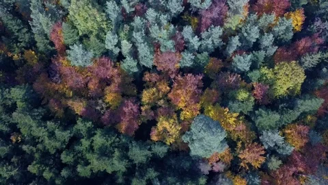 Aerial view of horizontal flight over autumn forest. Fall landscape with red Stock Footage 142709313