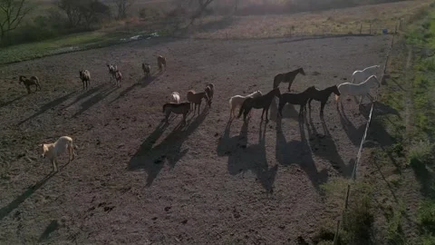 Aerial view of a horse herd casting long shadows on dusty ground 스톡 동영상 343572868