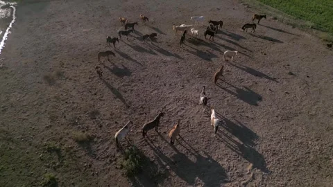 Aerial view of horses casting long shadows on a dusty paddock 스톡 동영상 343572308