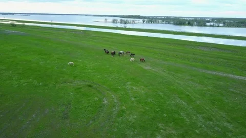 Aerial view of Horses Stock Footage