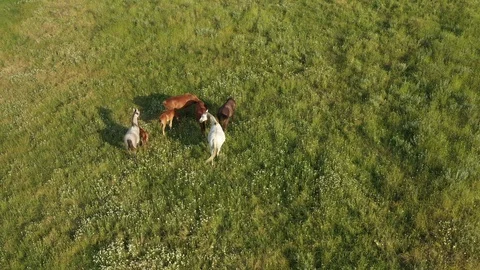 Aerial View of Horses Stock-Footage 113750700