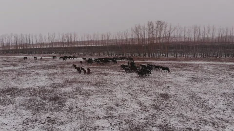 Aerial view of horses galloping. Stock Footage 107946533