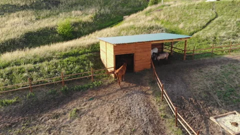 Aerial view of Horses in the paddock. Stock Footage 115918559