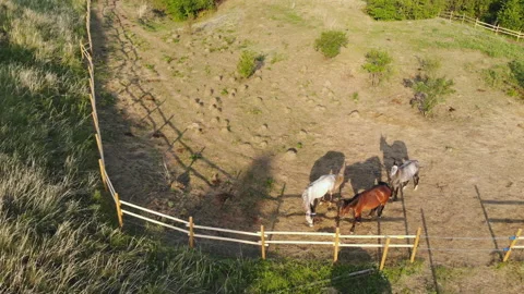 Aerial view of Horses in the paddock. Video stock 116410505