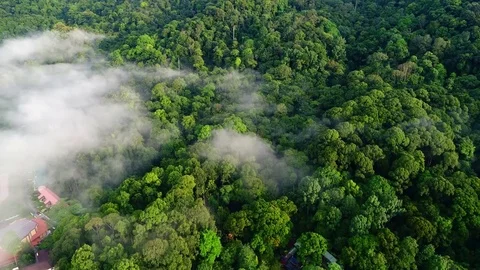 Aerial view. Hovering above rain forest during sunrise. Видео 82828870