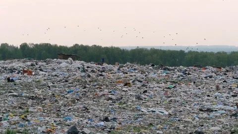 Aerial view of huge city garbage dump at sunset. Dog runs around piles of trash Stock Footage 92861875