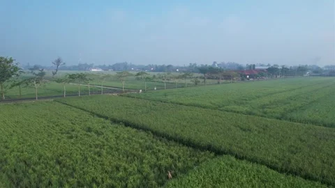 Aerial view of huge rice fields Stock Footage 262293498