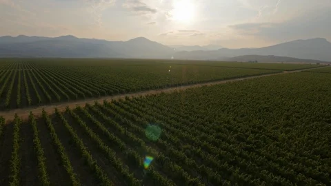 Aerial view of huge vineyard Video stock 88606282