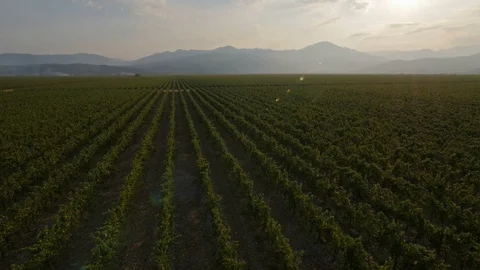 Aerial view of huge vineyard Stock Footage 88606707