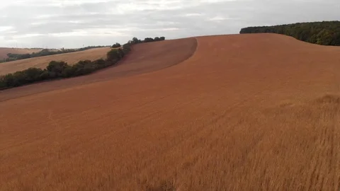 Aerial view of hulled wheat fields Stock Footage 95325194