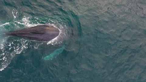 Aerial View of a Humpback Whale Diving into the Ocean Video stock 253028323