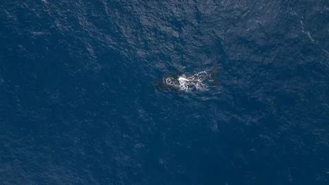 Aerial View of Humpback Whale Spouting | Marine Conservation &amp; Natures Wonder Stock-Footage 307169214