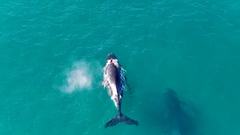 Aerial View of Humpback Whale Spouting Water Off Surfers Paradise Stock-Footage 341927701