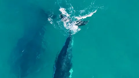 Aerial View of Humpback Whale Tail Fluke in Surfers Paradise 스톡 동영상 341301636