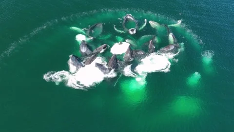 Aerial view of Humpback Whales bubble net feeding in Alaska Stock Footage 269739804