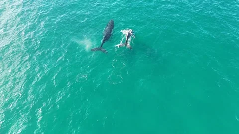 Aerial View of Humpback Whales Swimming in Surfers Paradise 스톡 동영상 341302653