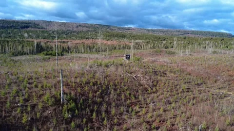Aerial view of a hunter watch tower standing in an old forest clearing. Stock Footage 326975434