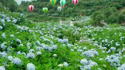 Aerial View of Hydrangea Flower Fields with a Hot Air Balloon Floating Above Video stock 341909533