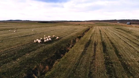 Aerial View of Icelandic Fields with Running Away Sheep. 4K Stock Footage 103114598