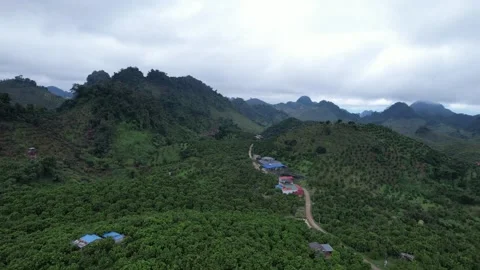 Aerial view of iconic round tea plantation in the mountains. Stock Footage 339447396