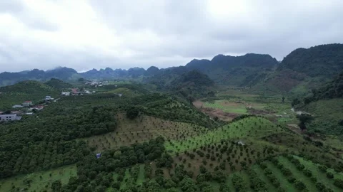 Aerial view of iconic round tea plantation in the mountains. Stock Footage 339447397