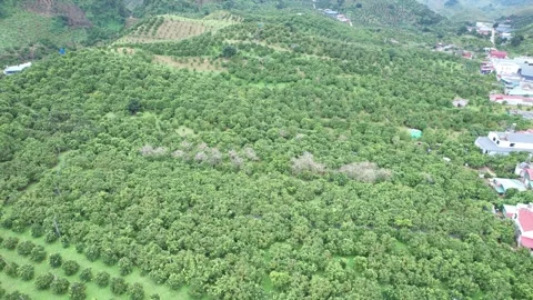 Aerial view of iconic round tea plantation in the mountains. Stock Footage 339447470